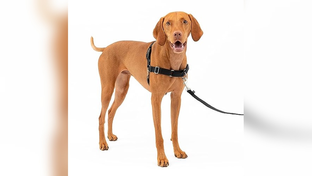 Best Front Fastening Dog Harness