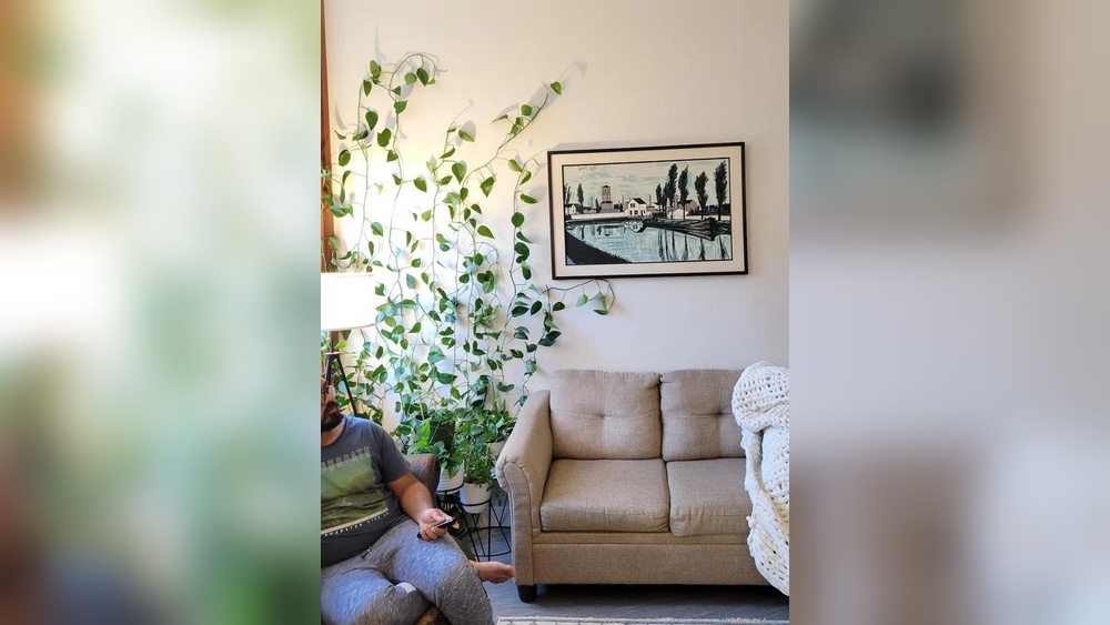 How to Hang Vines on Wall Without Hooks