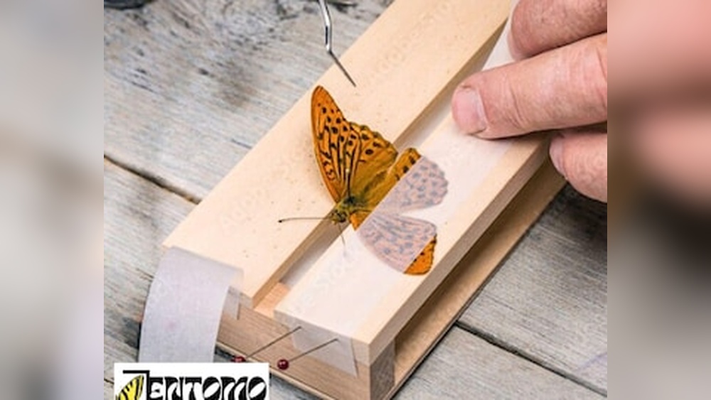 What is Insect Mounting Tape