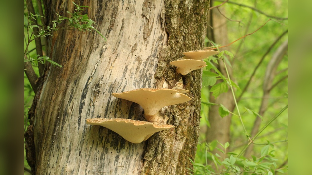 What is Shelf Bracket Fungi